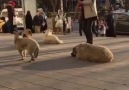 Bırak uyusunlar be kardeşim - Mehmet Çakır Fidan