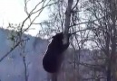 Bir ayı adamı ağaçta kovalıyor