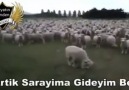 Birazda Gülelim Arkadaşlar )Bu Video yu Hazırlayanın Elerine Sağlık