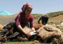 BİR BAKIŞTA YARALADI YAR BENİ - Eski Türküler Piribeyli