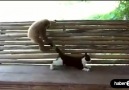 Birbirinden güzel ve komik kedi videoları :)