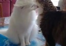 Birbirlerine Aşk ile Bağlı Kediler