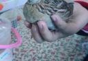 birb stabilizer