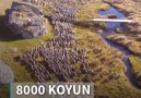 Bir çiftçi... 8000 koyun... Bir drone...