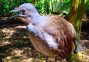 Birçok sesi taklit eden Muhteşem Lir Kuşu