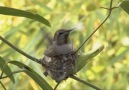Bird Addicts - Hummingbird Building a Nest Facebook