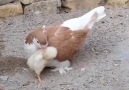 Bird Addicts - This orphan chick found an unusual but loving mother Facebook