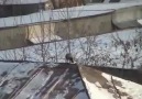 bird bottle cap sledding in the snow