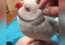 Bird cant stop talking while being pet via JukinVideo