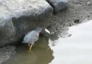 Bird catches a fish using bait in an intelligent way