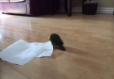 Birdhouse Planet - Cute Little Love Bird Plays With Paper Towel Facebook