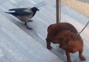 Bird Messes With Pup  Territorial Crow
