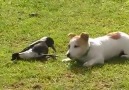 Bird playing with dog!