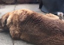 Bird Plucking Fur From Sleeping Labrador
