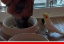 Bird Serenades Dog At Food Bowl