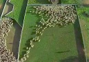 Birds eye view of sheep herding