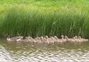 Birds - Greylag Goose.