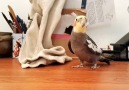 Bird Sings Theme Song