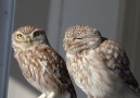 Birds of Turkey - Little Owl Kukumav