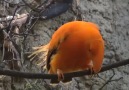 Bird Species - Guianan cock-of-the-rock (Rupicola rupicola) Facebook