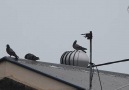 Bird Spins On Roof Vent