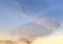 Birds Swarm Over Sunset