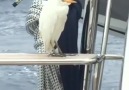 Bird sways in wind on a sailing vessel