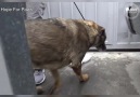 Birkaç KÜÇÜK PATİ - Bir sokak köpeğinin muhteşem değişimi Facebook