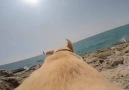 Bir Köpeğin Deniz Aşkı En Güzel Böyle Gösterilebilirdi :)