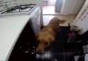 Bir Köpeğin Dramı :)