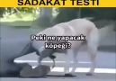 Bir Köpeğin Sadakati