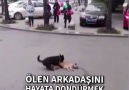 Bir köpeğin sadakati sadece sahibine değildir...