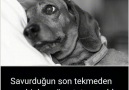 Bir köpeğin veda mektubu...