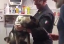 Bir Köpek Bu Kadar Mı Güzel Aşıdan Korkar...