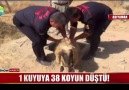 Bir koyun kuyuya atlayınca peşinden tüm sürü atlamış.. )