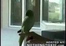 bir kuş eğitilince neler yapabiliyor  :)