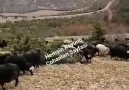 Bir kuş konmuşZiyaretin başına ... - Hemşin Koyunu Çobanları