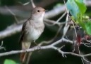 Bir Kuştan Kaç Farklı Ses Çıkar?