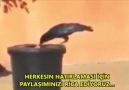 Bir kuştan ne öğreniriz? İzle ve paylaş...