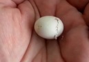 Bir Kuşun Yumurtadan Çıkışı