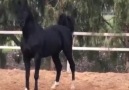 Bir Maşallah Hak Ediyor - Satılık Arap Atları