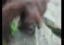 Bir orangutan suya düşmüş yavru bir kuşu kurtarıyor