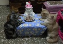 Birthday Party Makes Cat