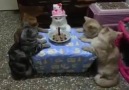 Birthday party makes cats:)