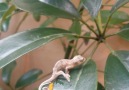 Birth of a chameleon.