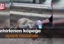 Bir vatandaş zehirlenen köpeğe ayranla müdahale etti.