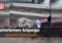 Bir vatandaş zehirlenen köpeğe ayranla müdahale etti.