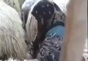 Bir Zalıma Gönül Verdim Diyar Diyar Sürdü Beni