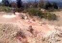 Bisikletçiyi taklit etmeye çalışan köpek