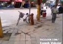 Bisikletin Başında Nöbet Tutan Köpek :D